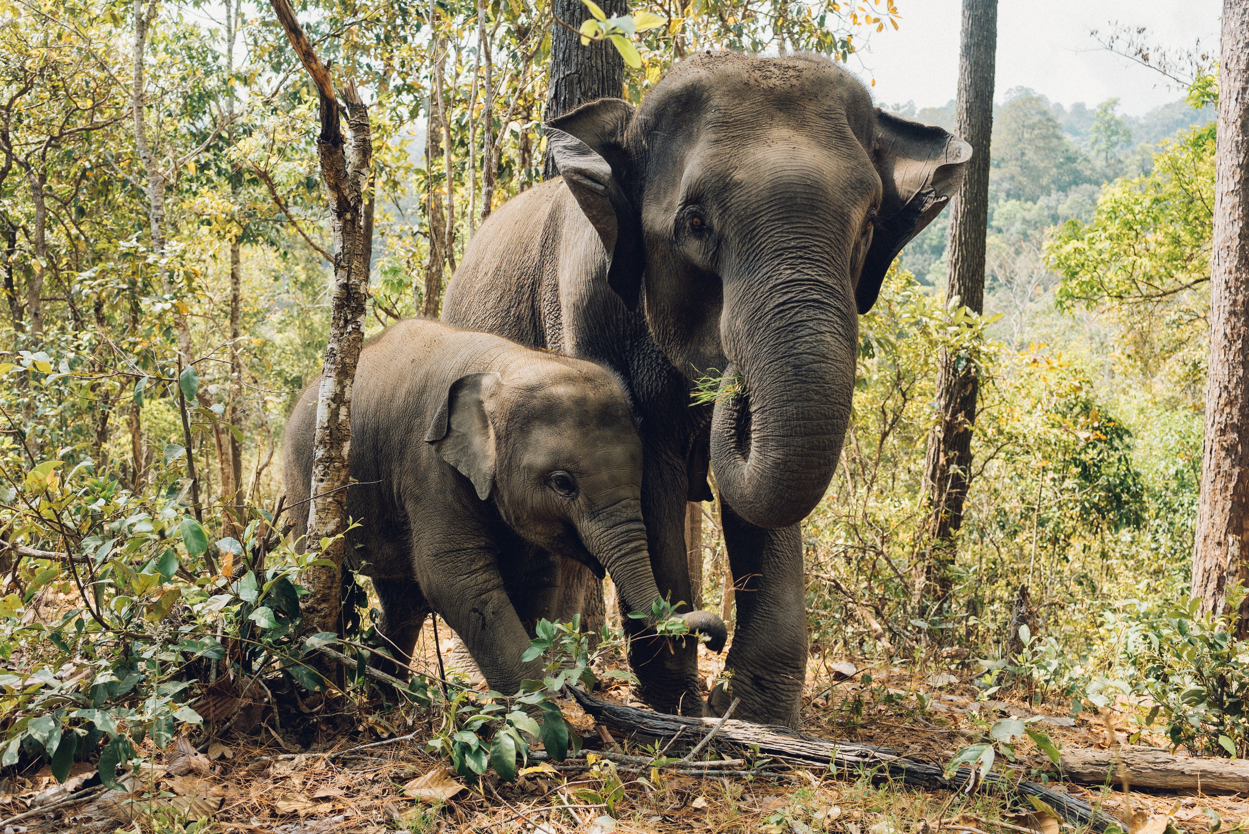 Northern Thailand